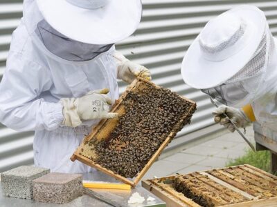 beekeeper-2650663_640